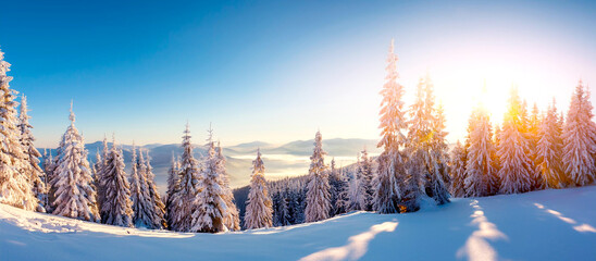 Wald im Winter 