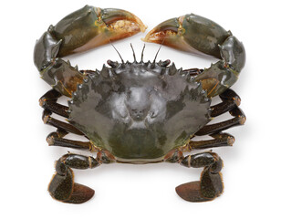 Green mud crab (called Domangani in Japan)