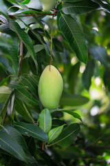 Fresh of unripe green mango fruit on the mango tree. Natural and organic high vitamin fruit from nature. Mangifera Indica L. mango fruit