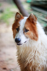 A loyal and cheerful Thai Bangkaew dog with fluffy white and brown fur.