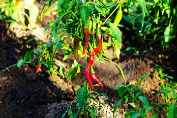Uprawa papryki w ogrodzie. Ekologiczna papryka chili rośnie na słońcu. Ostra papryka dojrzewa wśród innej roślinności. Dojrzała papryka w ogrodzie na wsi. © Adam