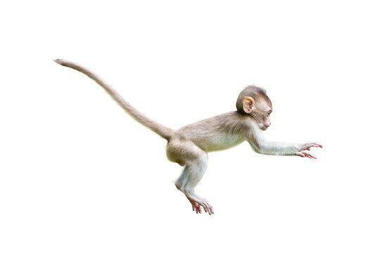 Single Monkey or Macaca jumping in a flying position. It leaping floats in the air with shock. Isolated on white background with clipping path and transparent