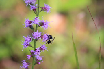 Liatris and Bee