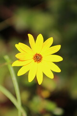 Native Sunflower
