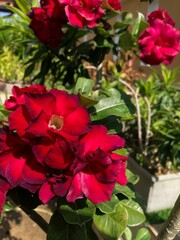 Nature's Bouquet: A Bunch of Flowers in Vibrant Harmony