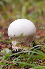 white mushroom in the forest in autumn.