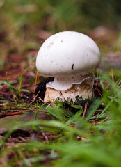 white mushroom in the forest in autumn.