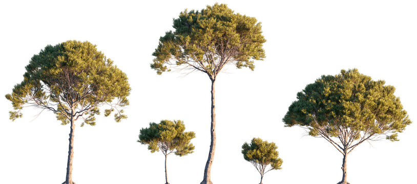 Pinus Pinea Stone Pine (maritime, cluster) pine bush shrub and tree isolated png on a transparent background evening light premium cutout medium-size Pinaceae mountain pine fir 
