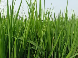 Fototapeta premium rice growing well in the rice fields