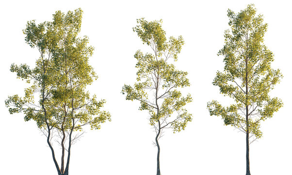 Alnus cordata (Italian alder) trees isolated png in sunset light on a transparent background premium cutout