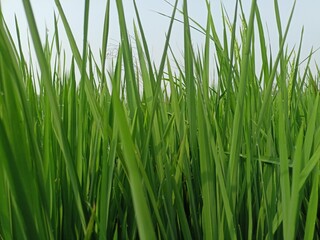 rice growing well in the rice fields