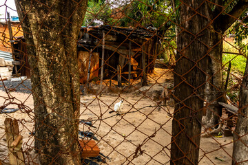 Stray cat alone behind a fenced wall on dirt floor