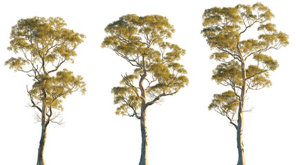 Eucalyptus amygdalina flowering tree (black peppermint) frontal set trees isolated png in evening on a transparent background premium cutout © Roman