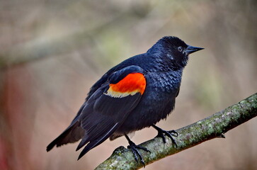 Red-winged Blackbird close up in spring in Ontario, Canada.