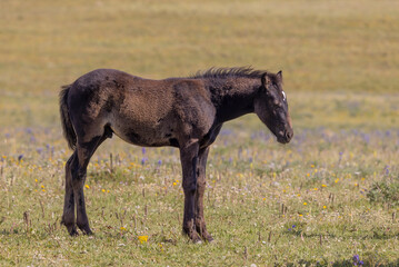 Wild Horse Foal in the Pryor Mountains Montana in Summer