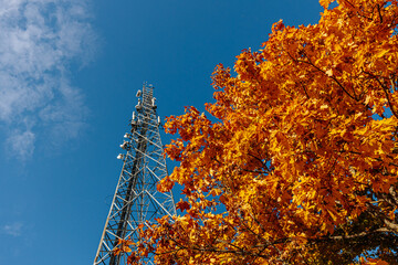 A tall communication tower with antennas rises against a clear blue sky. Bright orange autumn leaves from a nearby tree add vibrant color to the foreground, creating contrast. Copy space available.
