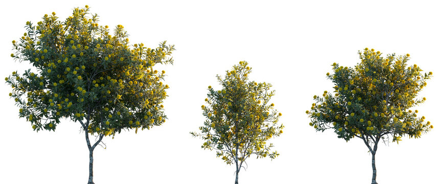 Xanthostemon chrysanthus (golden penda) trees and shrub frontal isolated png in sunset lighting on a transparent background premium cutout