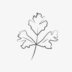 Hand drawn cilantro illustration. Herb, spice, ingredient for meal. Vector