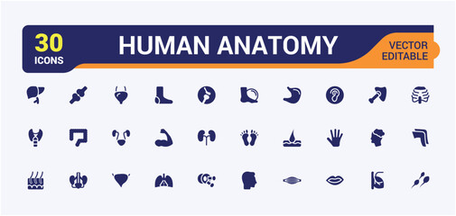 Human Anatomy Or Human Body Parts solid Icons set. Related to Filled style organ, hand, Brain, Nose and more. Editable and pixel perfect icons collection. Vector illustration.