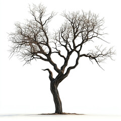 A tree with no leaves is standing alone on a white background.