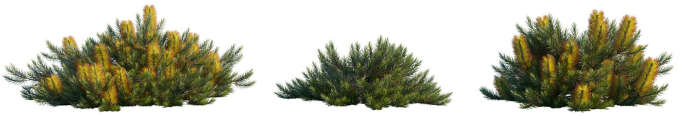 Banksia spinulosa (hairpin banksia) woody shrub small tree isolated png on a transparent background...