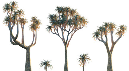 Aloe pillansii - Giant Quiver tree isolated png on a transparent background premium cutout high...