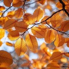 Obraz premium Golden Autumn Leaves Glowing in Afternoon Light - Nature's Fall Beauty