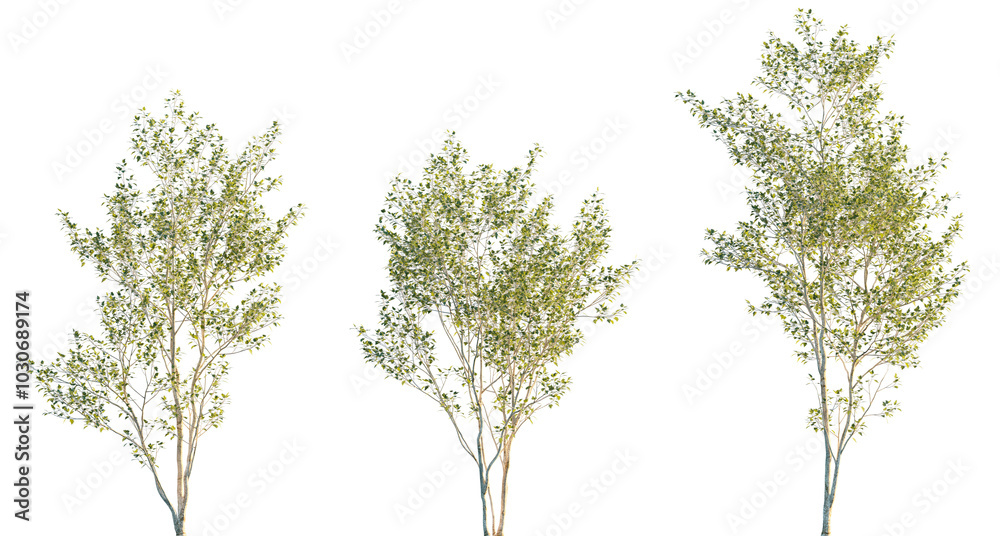 Canvas Prints populus alba frontal set trees isolated png in sunset lighting on a transparent background premium c