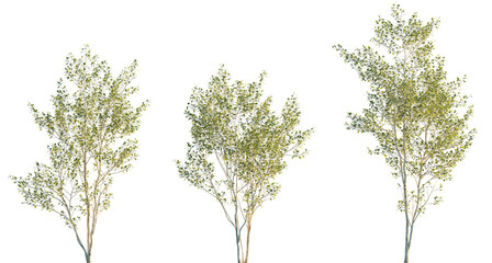 Populus alba frontal set trees isolated png in sunset lighting on a transparent background premium cutout (Chinese white poplar or Peking poplar)