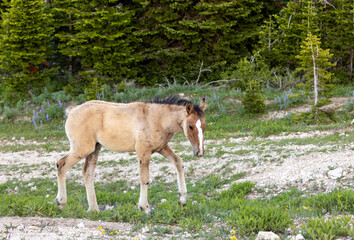 Fototapeta premium Wild Horse Foal in the Pryor Mountains Montana in Summer