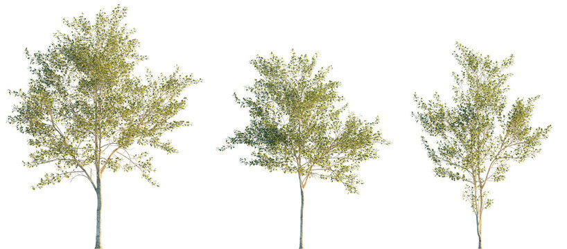 Populus alba frontal trees isolated png in sunset lighting on a transparent background premium cutout (Chinese white poplar or Peking poplar)