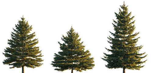 Obraz premium Picea pungens colorado blue green spruce evergreen pinaceae needled tree isolated png on a transparent background premium cutout sunset lighting