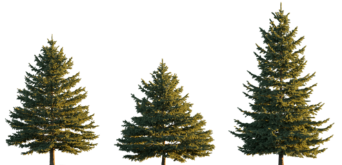 Picea pungens colorado blue green spruce evergreen pinaceae needled tree isolated png on a transparent background premium cutout sunset lighting