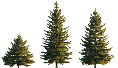 Picea pungens colorado blue green spruce evergreen pinaceae needled tree isolated png on a transparent background premium cutout sunset lighting