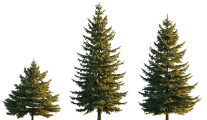Picea pungens colorado blue green spruce evergreen pinaceae needled tree isolated png on a transparent background premium cutout sunset lighting