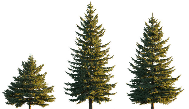 Picea pungens colorado blue green spruce evergreen pinaceae needled tree isolated png on a transparent background premium cutout sunset lighting