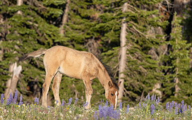 Wild Horse Foal in the Pryor Mountains Montana in Summer