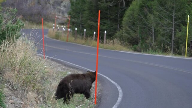 Injured black bear hopping across the road in Yellowstone as cub follows behind.