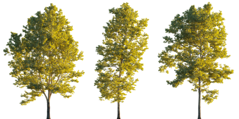 Large trees sycamore platanus trees set isolated png on a transparent background perfectly cutout sunset lighting
