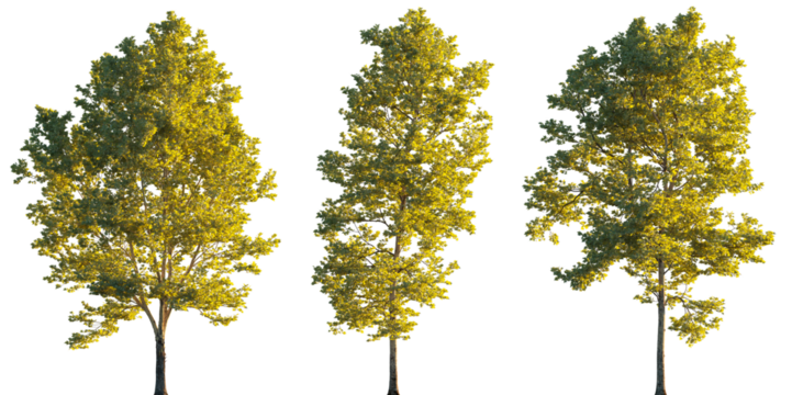 Large trees sycamore platanus trees set isolated png on a transparent background perfectly cutout sunset lighting