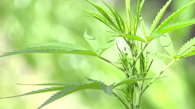 Close-up of cannabis Green leaves and grass field in summer, nature's green beauty
