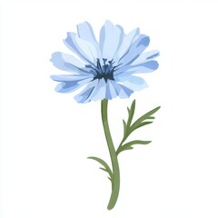 Obraz premium Chicory vector illustration