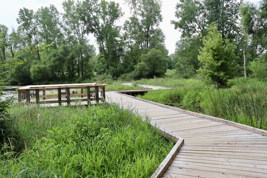 The empty wood boardwalk in the wetlands at the park.