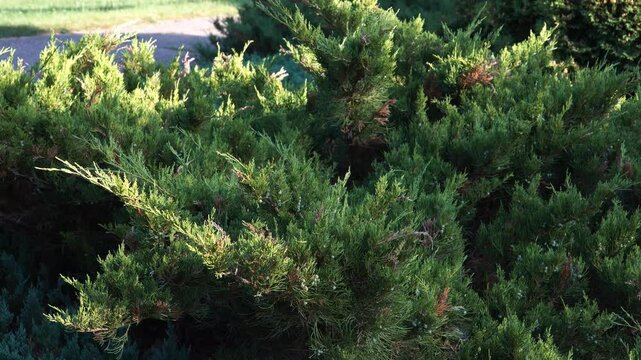 The 'Mint Julep' juniper (Juniperus x pfitzeriana): a fast-growing shrub. Its soft, bright green foliage thrives in various soil conditions and is tolerant of drought. It's often used in landscaping.