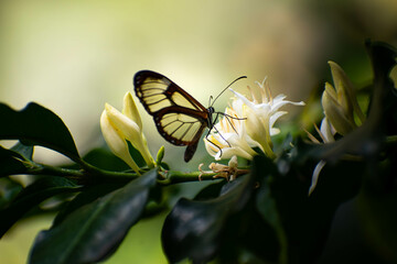Butterfly perched on coffee flower
