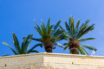 palm trees and sky