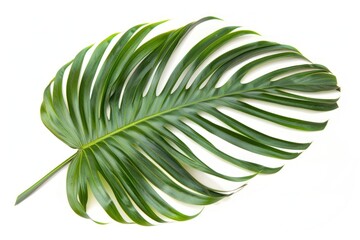 Palm leaf plant tree fern.