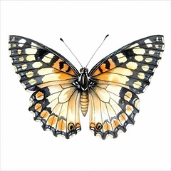 Obraz premium Detailed Watercolor Painting of a Butterfly
