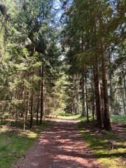 Wunderschöner Waldweg an einem Sommertag