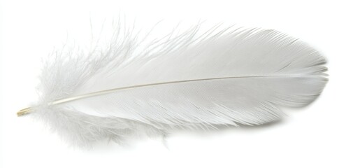 Obraz premium A delicate white feather with soft barbs and a slight curl, isolated on a white surface